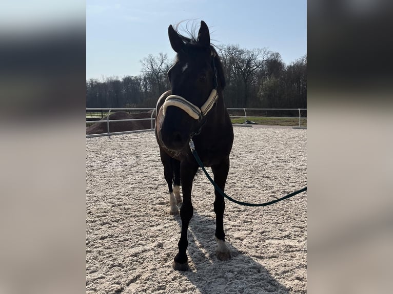 BWP (cheval de sang belge) Hongre 12 Ans 172 cm Noir in Renchen