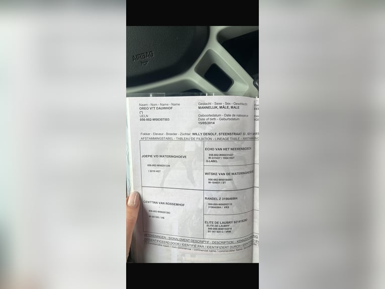 BWP (cheval de sang belge) Hongre 12 Ans 173 cm Alezan in Stadskanaal