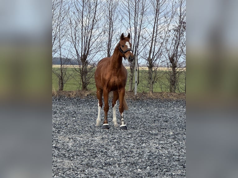 BWP (cheval de sang belge) Hongre 12 Ans 173 cm Alezan in Stadskanaal