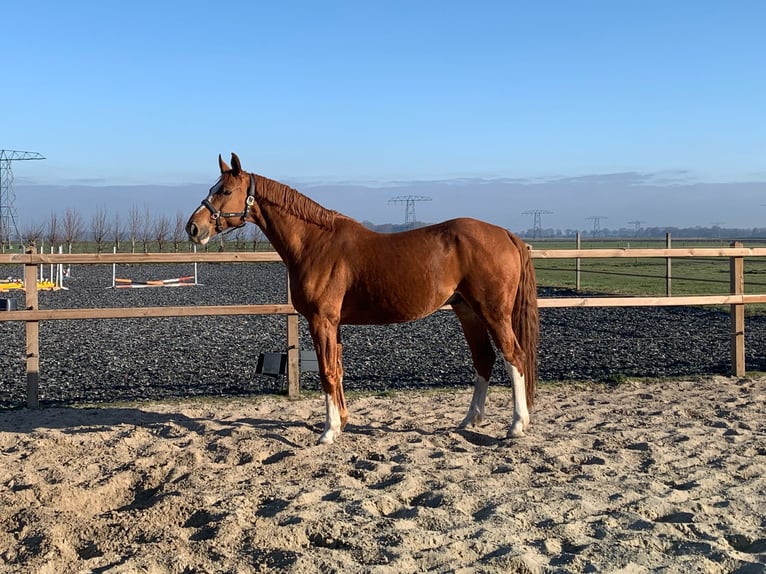 BWP (cheval de sang belge) Hongre 12 Ans 173 cm Alezan in Stadskanaal