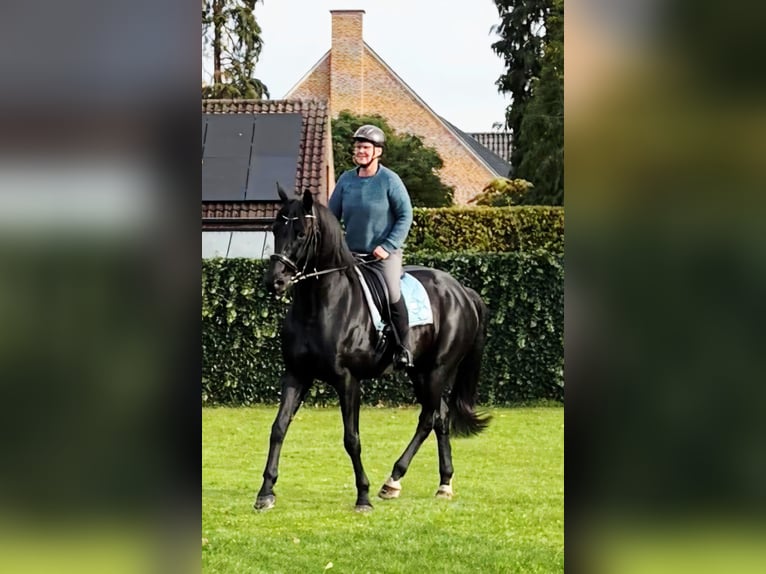 BWP (cheval de sang belge) Hongre 12 Ans 173 cm Noir in Pulderbos