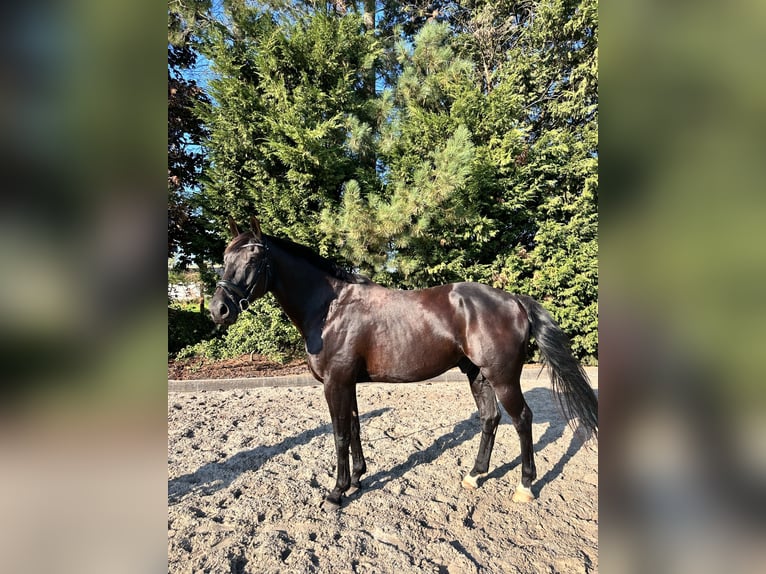 BWP (cheval de sang belge) Hongre 12 Ans 175 cm Noir in Kasterlee