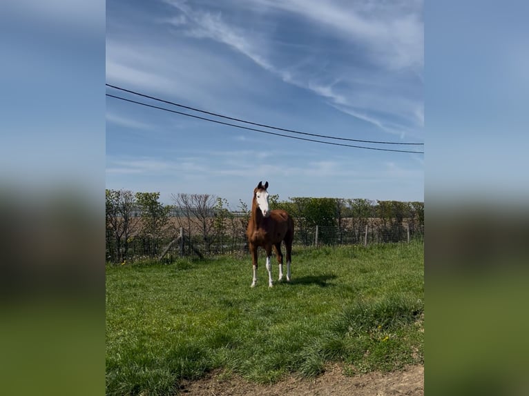 BWP (cheval de sang belge) Hongre 12 Ans 180 cm Alezan in Passendale