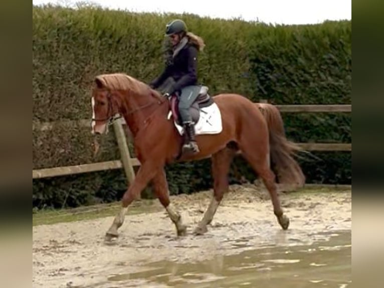 BWP (cheval de sang belge) Hongre 13 Ans 165 cm Alezan in Bornem