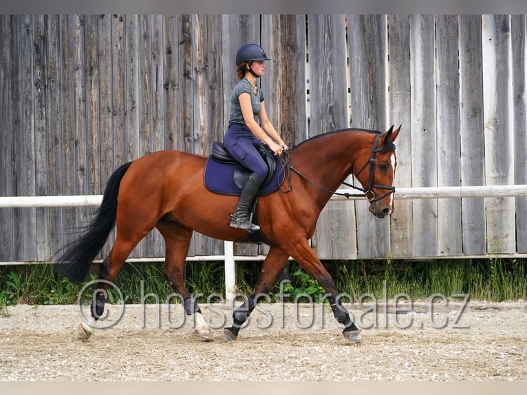 BWP (cheval de sang belge) Hongre 13 Ans 169 cm Bai in Kladno