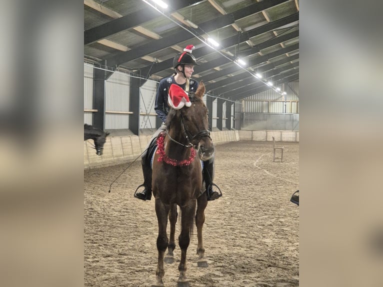 BWP (cheval de sang belge) Hongre 13 Ans 174 cm Alezan brûlé in Wijster