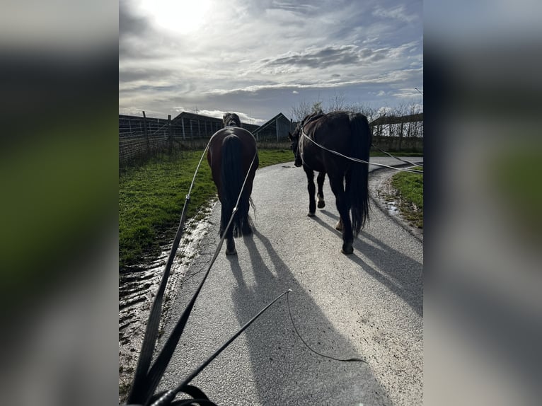 BWP (cheval de sang belge) Croisé Hongre 14 Ans 155 cm Bai in Balingen