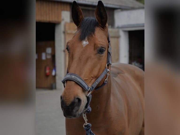 BWP (cheval de sang belge) Hongre 14 Ans 170 cm Bai cerise in Robercin