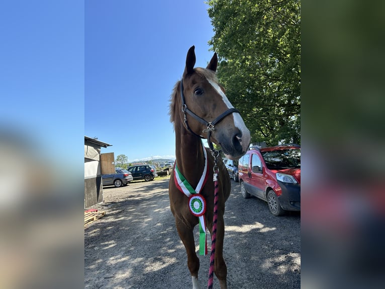 BWP (cheval de sang belge) Hongre 14 Ans 178 cm Alezan in Alba