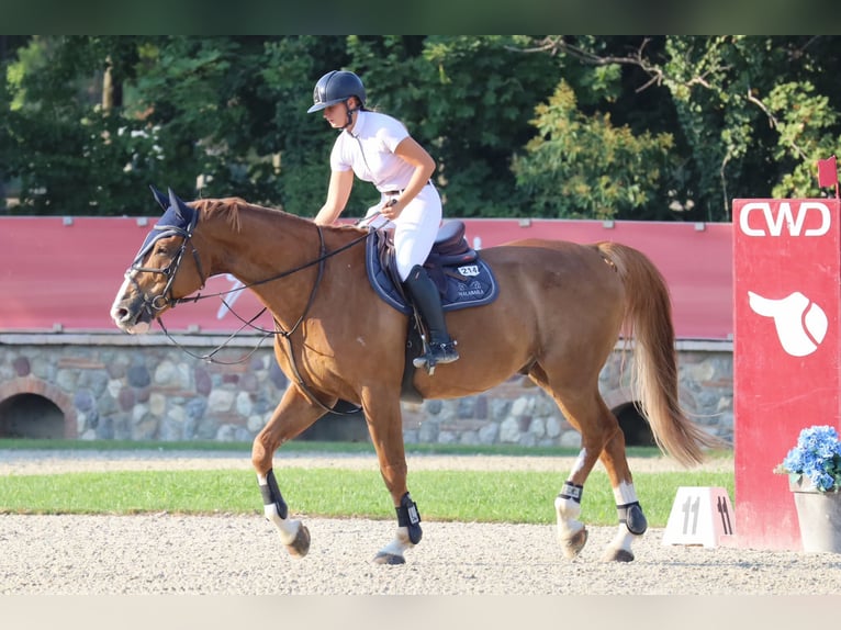 BWP (cheval de sang belge) Hongre 14 Ans 178 cm Alezan in Alba