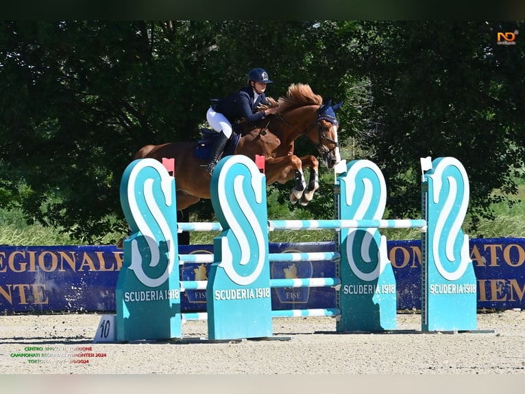 BWP (cheval de sang belge) Hongre 14 Ans 178 cm Alezan in Alba