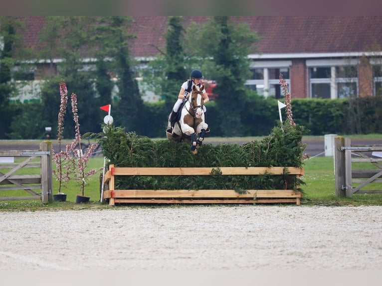 BWP (cheval de sang belge) Hongre 15 Ans 148 cm in Tielt