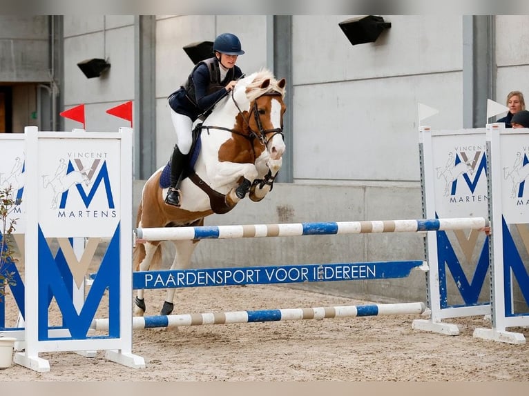 BWP (cheval de sang belge) Hongre 15 Ans 148 cm in Tielt