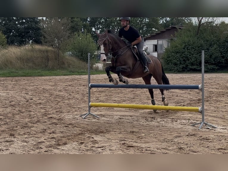 BWP (cheval de sang belge) Hongre 15 Ans 163 cm Bai in Babenhausen