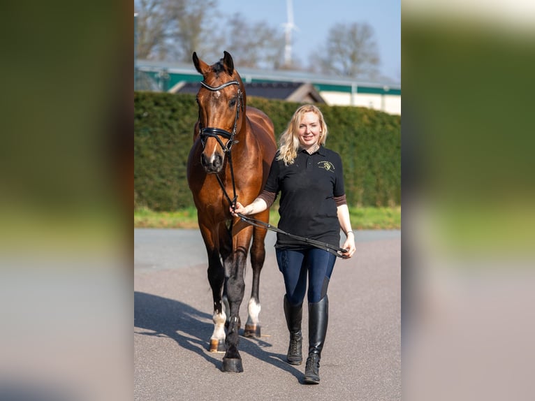 BWP (cheval de sang belge) Croisé Hongre 15 Ans 166 cm Bai in Nettetal