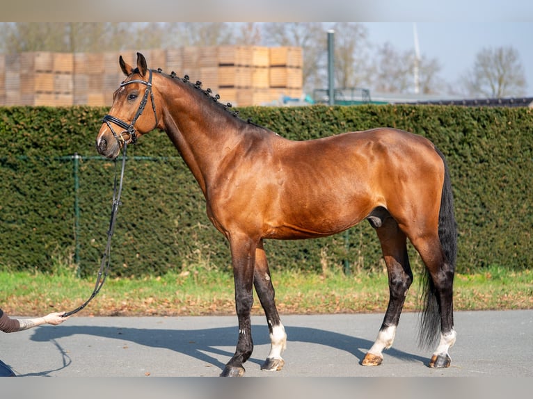 BWP (cheval de sang belge) Croisé Hongre 15 Ans 166 cm Bai in Nettetal