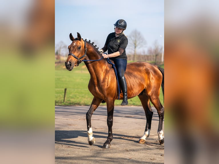 BWP (cheval de sang belge) Croisé Hongre 15 Ans 166 cm Bai in Nettetal