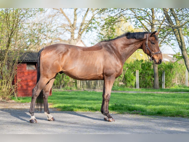 BWP (cheval de sang belge) Hongre 15 Ans 166 cm  in GROTE-BROGEL