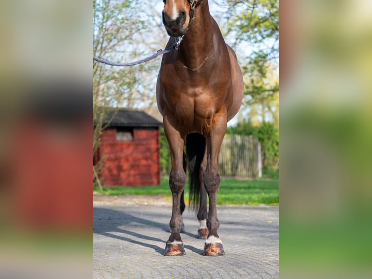 BWP (cheval de sang belge) Hongre 15 Ans 166 cm  in GROTE-BROGEL