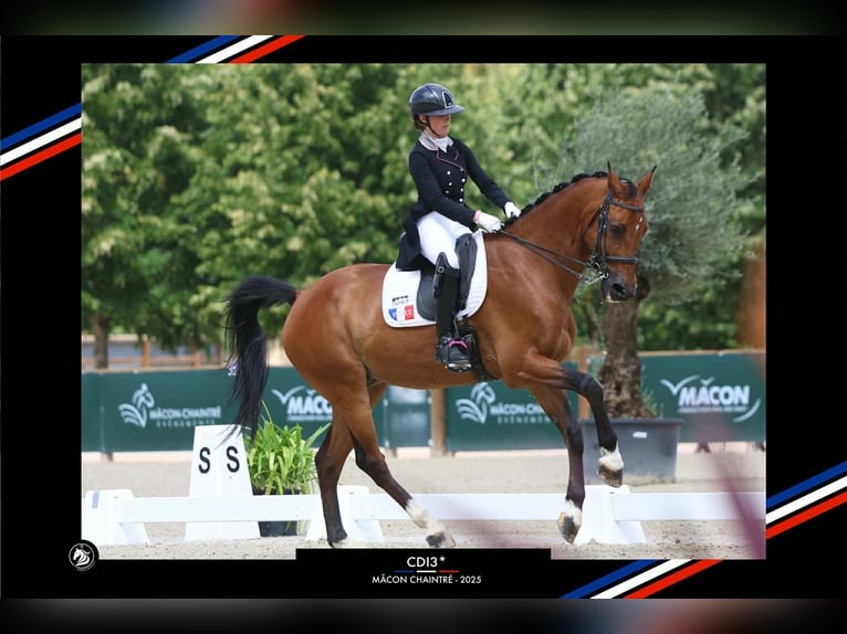 BWP (cheval de sang belge) Hongre 15 Ans 168 cm Bai in Haute Savoie