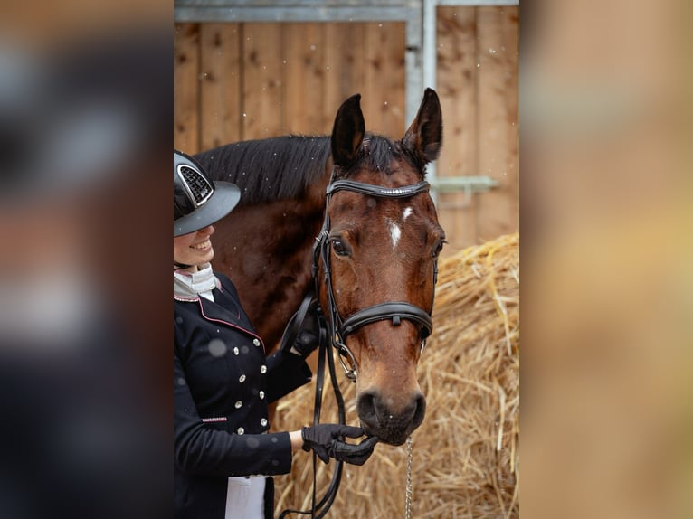BWP (cheval de sang belge) Hongre 15 Ans 168 cm Bai in Haute Savoie