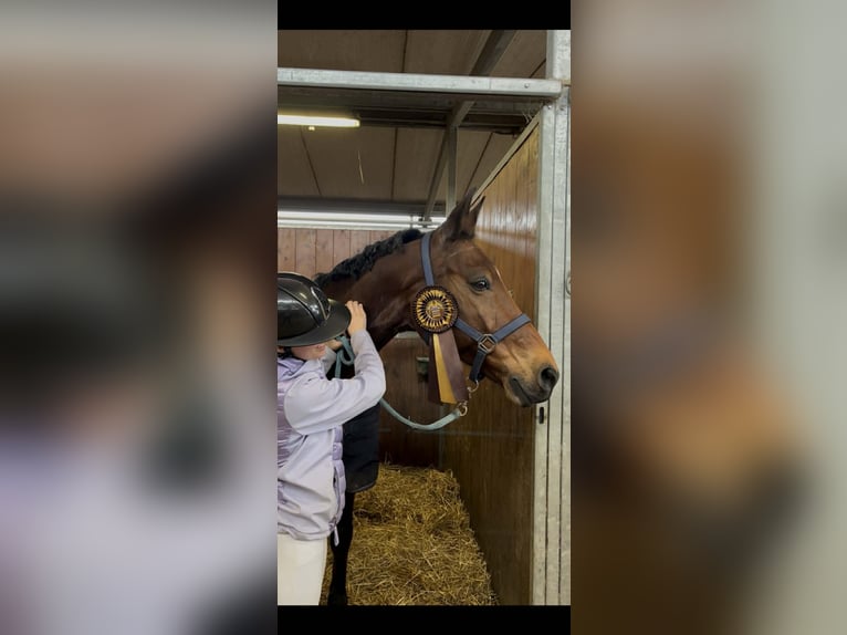 BWP (cheval de sang belge) Hongre 15 Ans 168 cm Bai in Haute Savoie