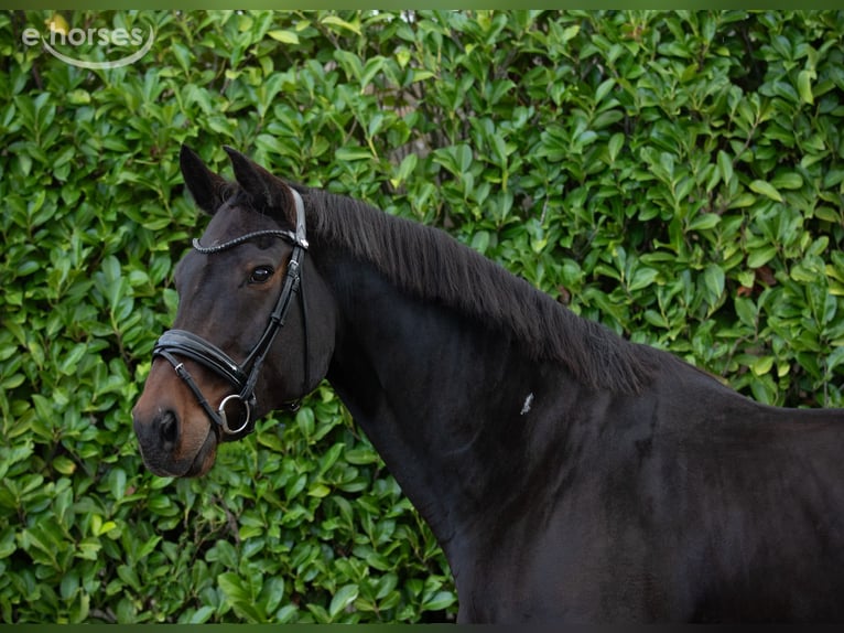 BWP (cheval de sang belge) Hongre 15 Ans 176 cm Bai brun in Fijnaart
