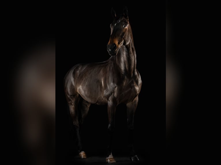 BWP (cheval de sang belge) Hongre 15 Ans 180 cm Bai brun in Koekelare