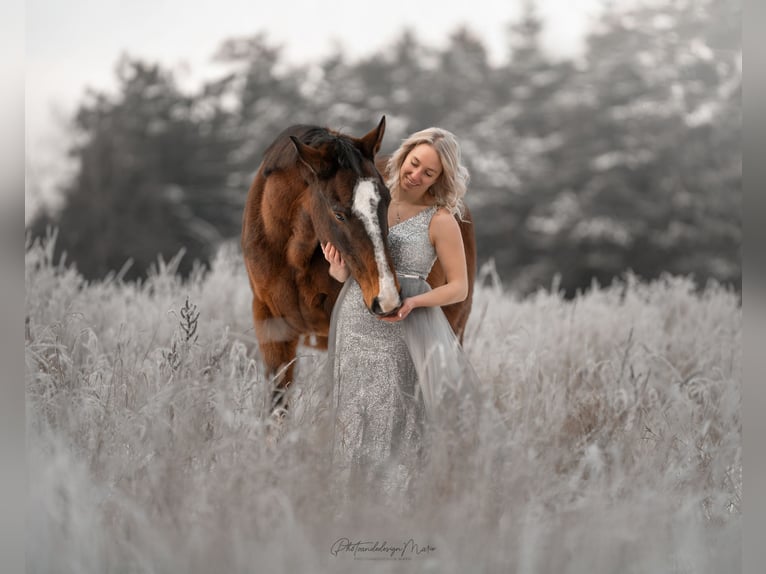 BWP (cheval de sang belge) Hongre 17 Ans 163 cm Bai in Weiden in der Oberpfalz