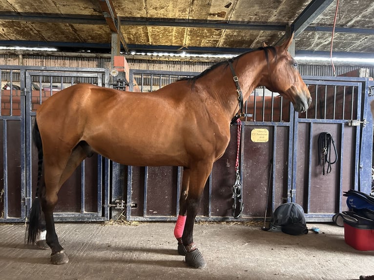 BWP (cheval de sang belge) Hongre 17 Ans 170 cm Bai in Koekelare