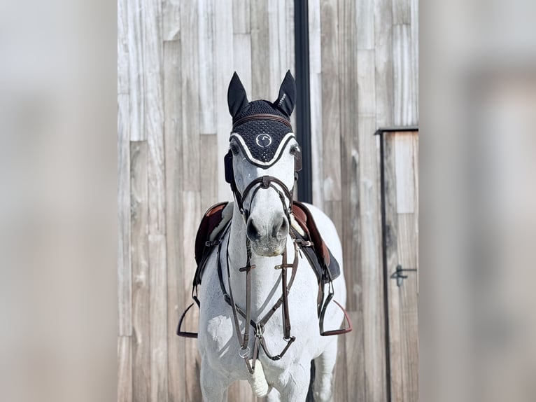 BWP (cheval de sang belge) Hongre 18 Ans 172 cm Gris in Herenthout