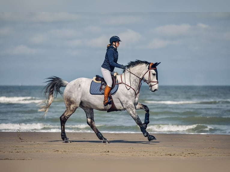 BWP (cheval de sang belge) Hongre 18 Ans 172 cm Gris in Herenthout