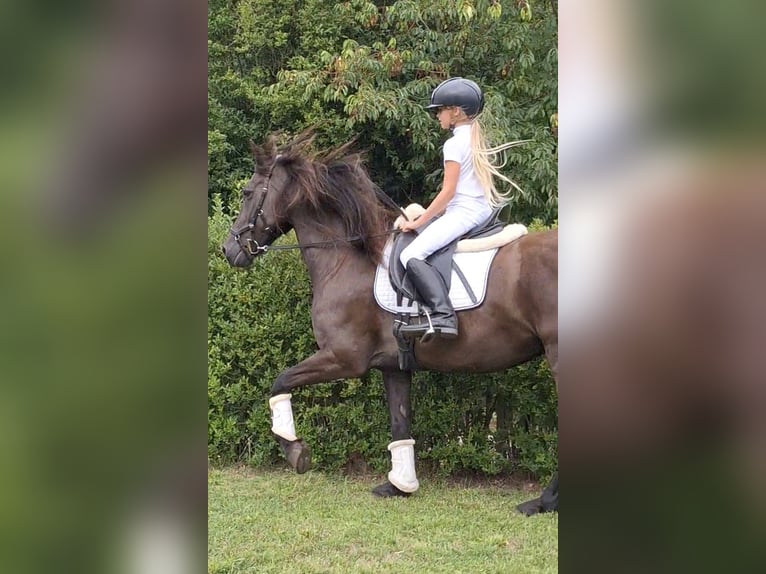 BWP (cheval de sang belge) Croisé Hongre 21 Ans 158 cm Noir in Halsteren