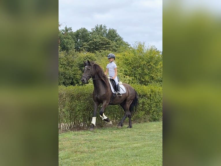 BWP (cheval de sang belge) Croisé Hongre 21 Ans 158 cm Noir in Halsteren