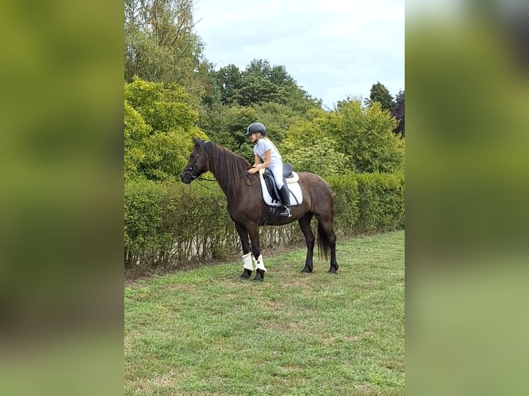 BWP (cheval de sang belge) Croisé Hongre 21 Ans 158 cm Noir in Halsteren