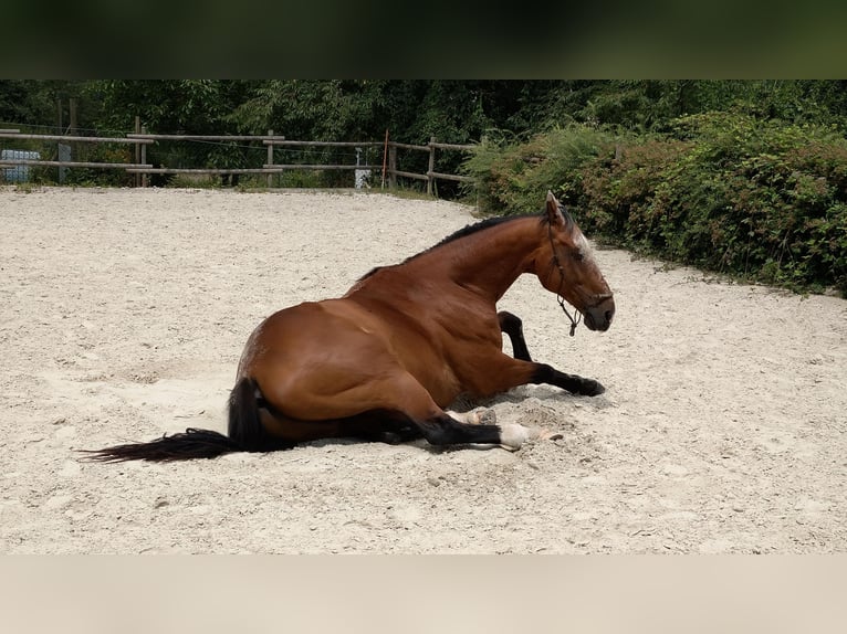 BWP (cheval de sang belge) Hongre 21 Ans 170 cm Bai in Sinzig