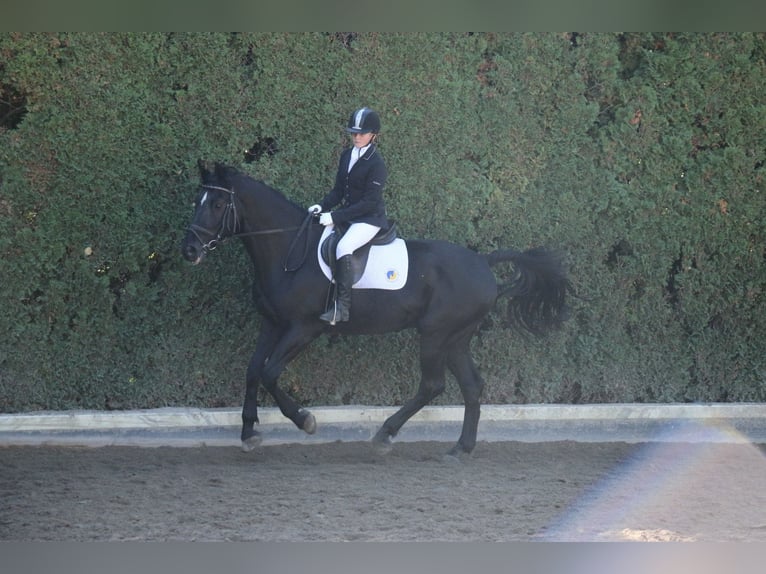 BWP (cheval de sang belge) Hongre 22 Ans 163 cm Noir in Neunkirchen