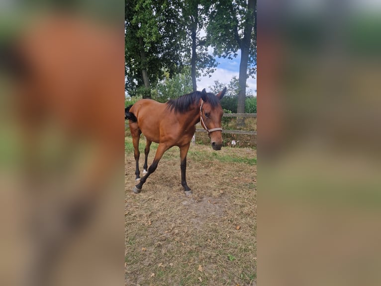 BWP (cheval de sang belge) Hongre 2 Ans 163 cm Bai in Liezele