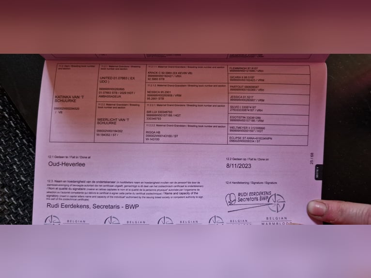 BWP (cheval de sang belge) Hongre 2 Ans 163 cm Bai in Liezele