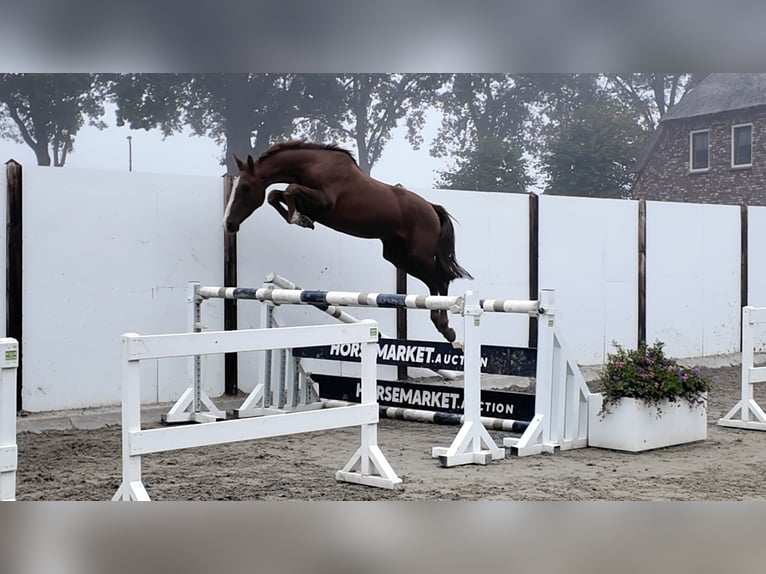 BWP (cheval de sang belge) Hongre 3 Ans 152 cm Alezan brûlé in Waddinxveen