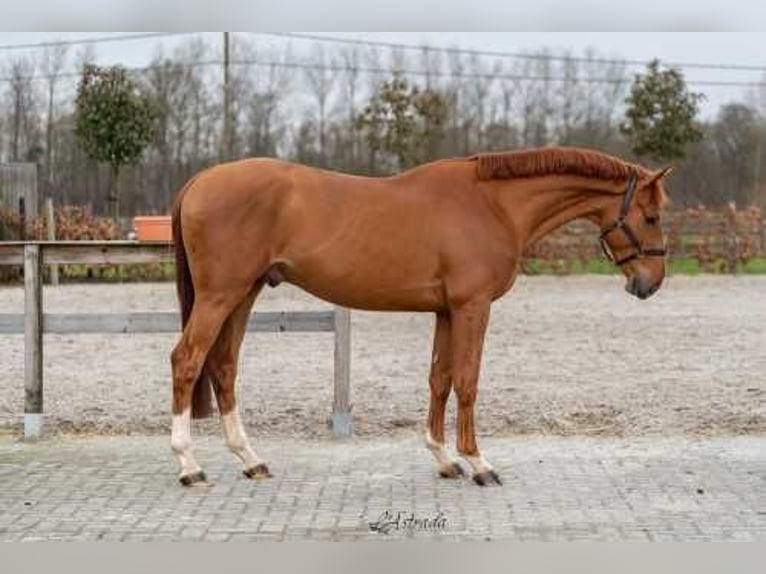 BWP (cheval de sang belge) Hongre 3 Ans 161 cm Alezan brûlé in Bladel