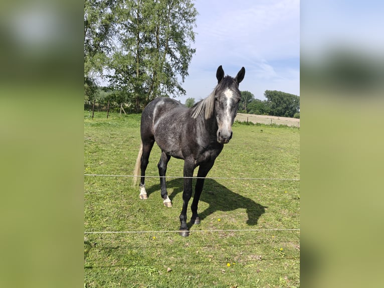 BWP (cheval de sang belge) Hongre 3 Ans 161 cm Rouan bleu in Moerzeke