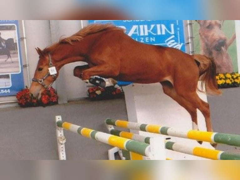 BWP (cheval de sang belge) Hongre 3 Ans 163 cm Alezan in Nazareth-De Pinte