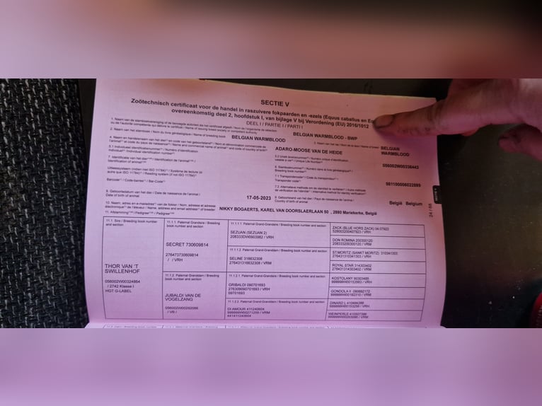 BWP (cheval de sang belge) Hongre 3 Ans 163 cm Bai in Liezele