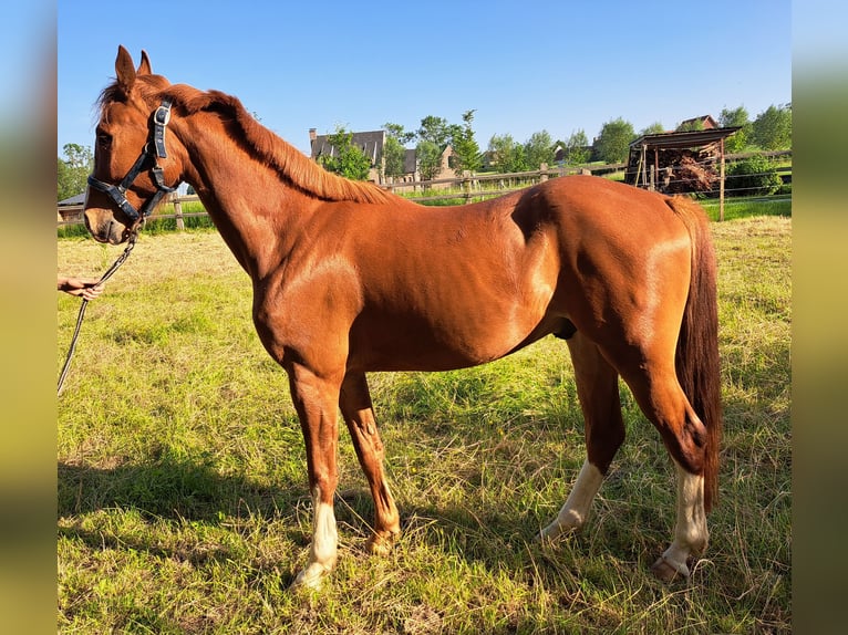 BWP (cheval de sang belge) Hongre 3 Ans 165 cm Alezan in Semmerzake