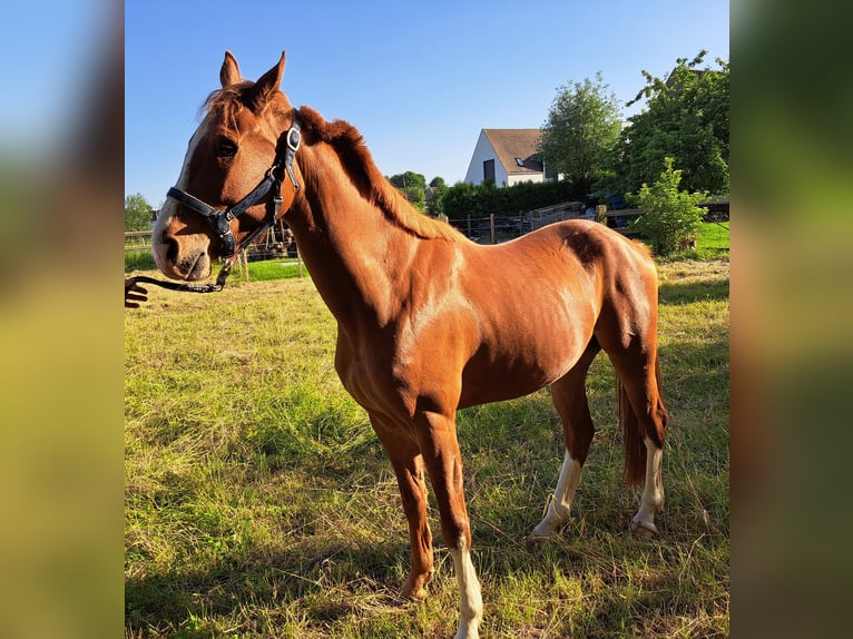 BWP (cheval de sang belge) Hongre 3 Ans 165 cm Alezan in Semmerzake