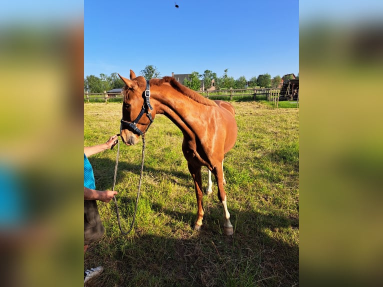 BWP (cheval de sang belge) Hongre 3 Ans 165 cm Alezan in Semmerzake