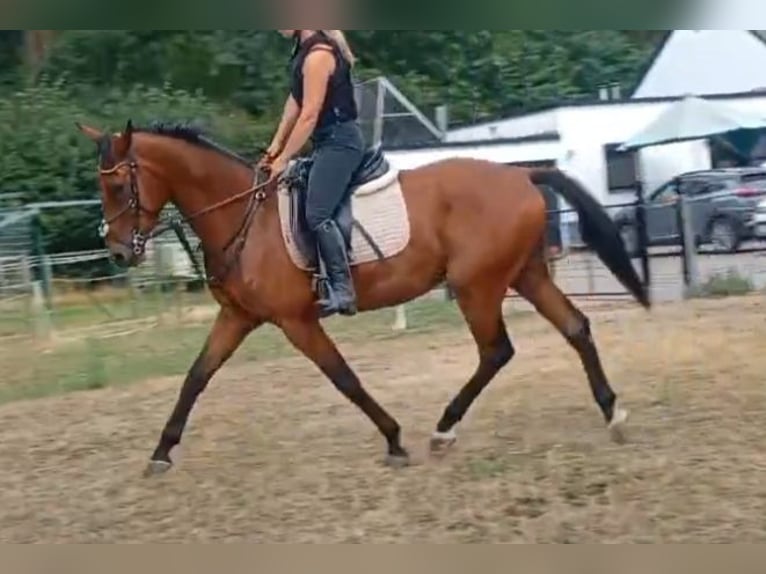 BWP (cheval de sang belge) Hongre 3 Ans 165 cm Bai in Poederlee
