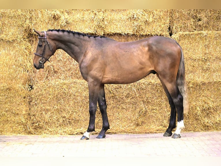 BWP (cheval de sang belge) Hongre 3 Ans 170 cm Bai in Bladel