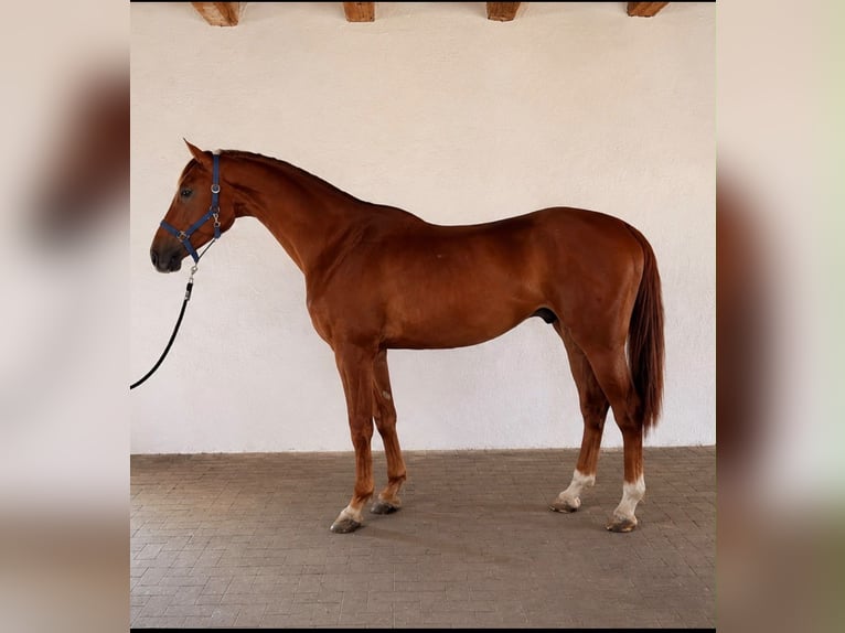 BWP (cheval de sang belge) Hongre 3 Ans 172 cm Alezan brûlé in Lendava/Lendva